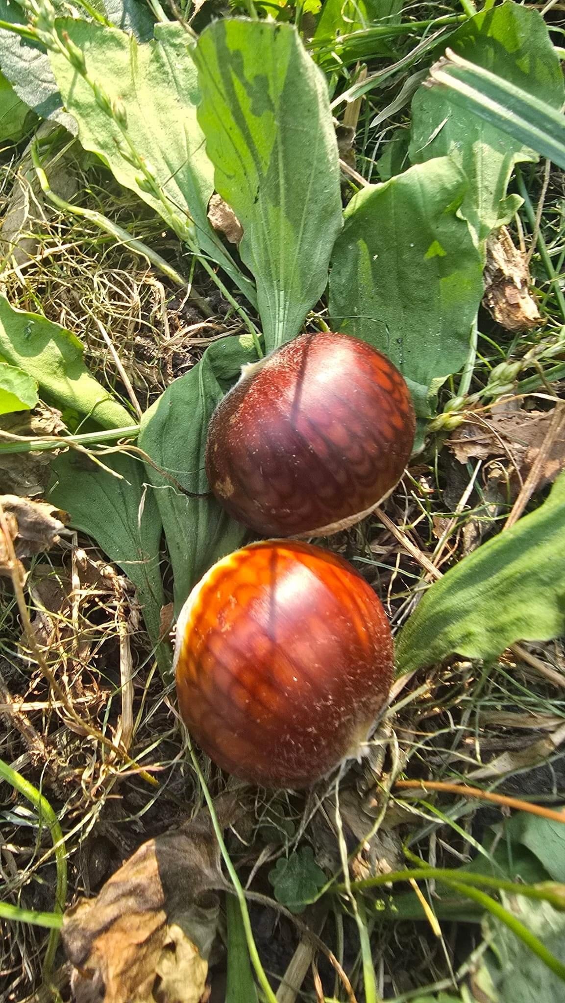 Chestnuts (pickup date: 10/17)