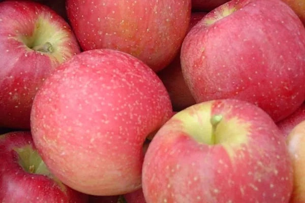 Evercrisp Apple