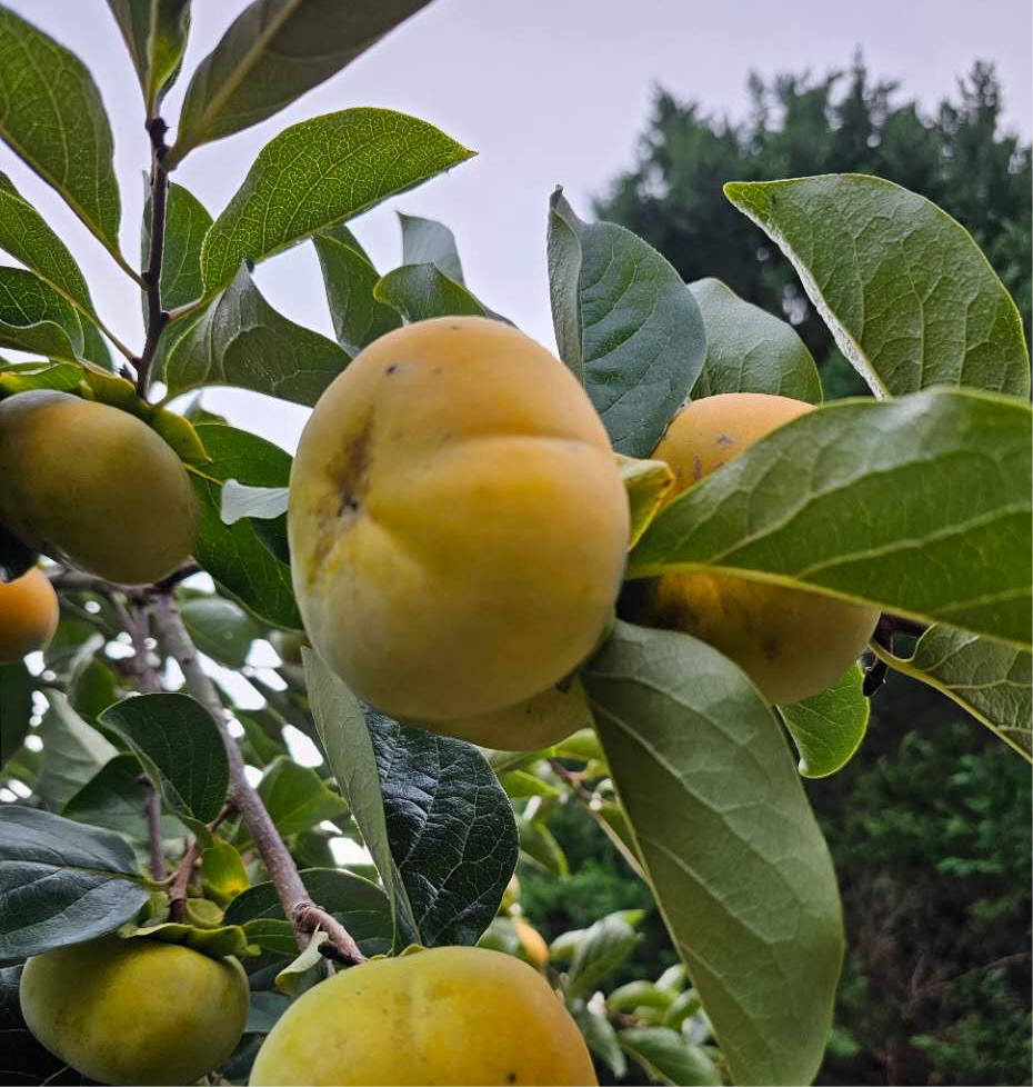 Fuyu Persimmon 3 Lbs