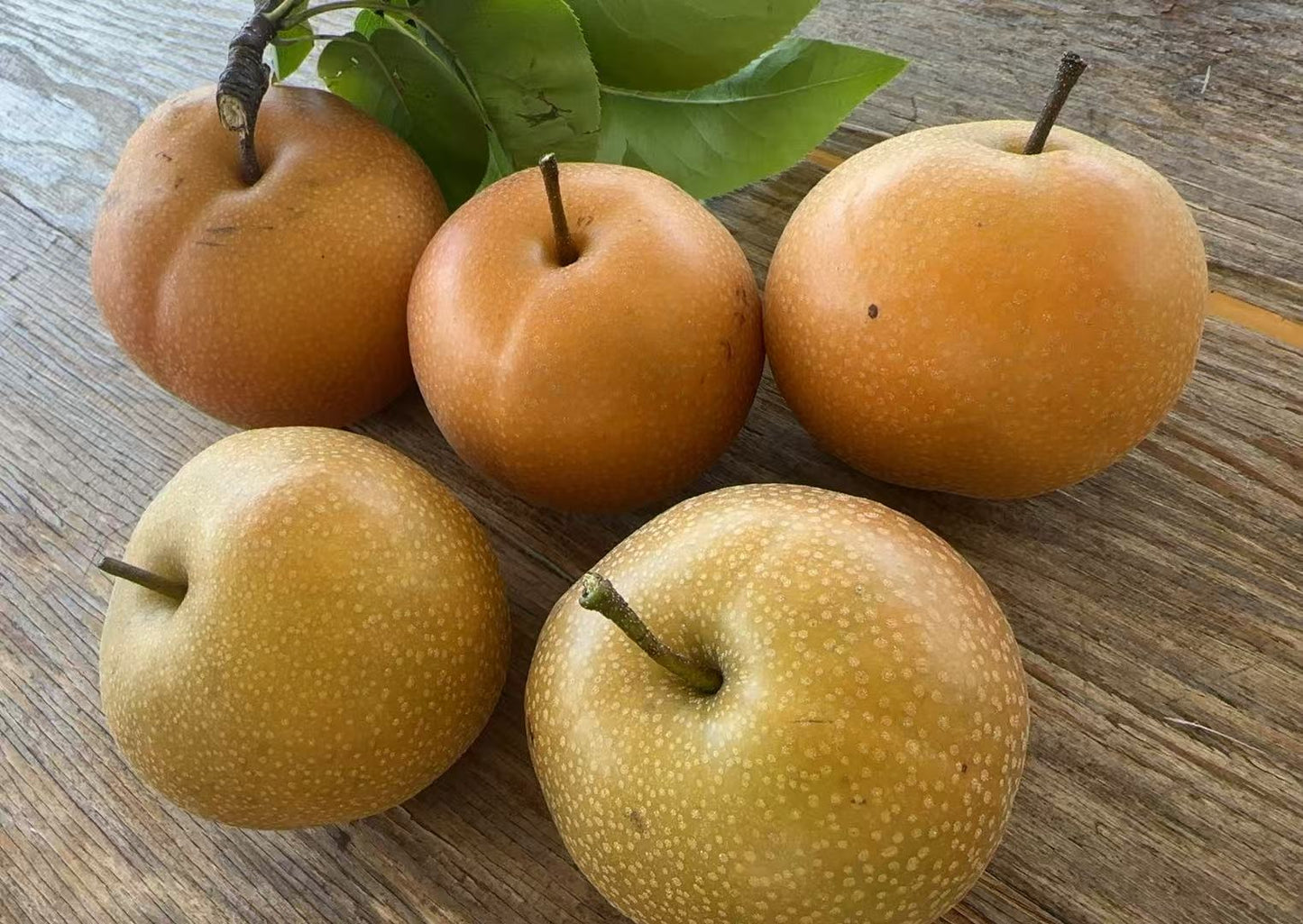 Asian pear 10lbs