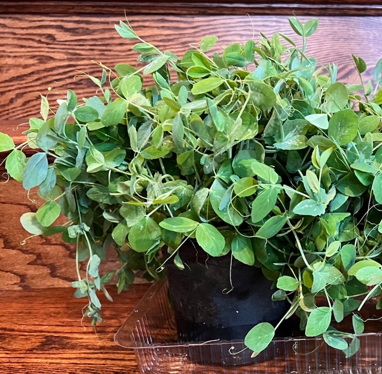 Pea Sprouts (2 Pods)