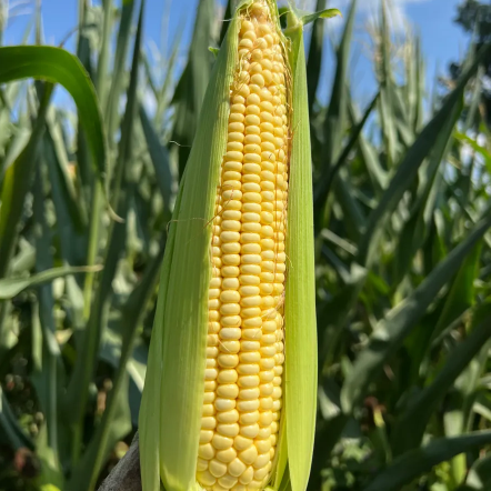 Fresh Yellow Waxy Corn