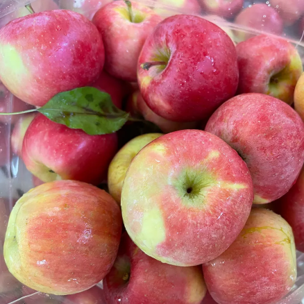 Early Fuji Apple (Small Size)