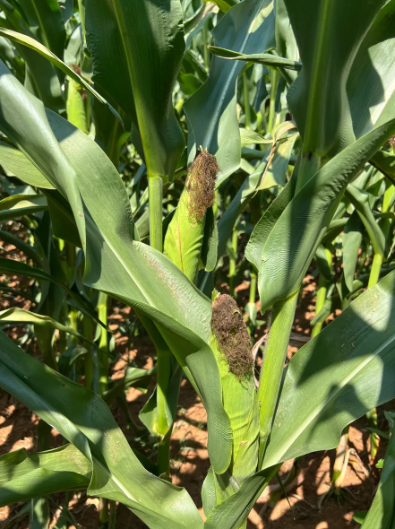 Fresh Yellow Waxy Corn