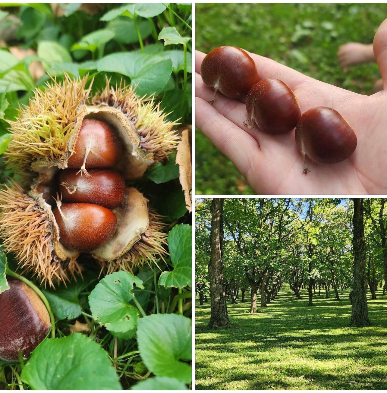 Chestnuts (pickup date: 10/17)