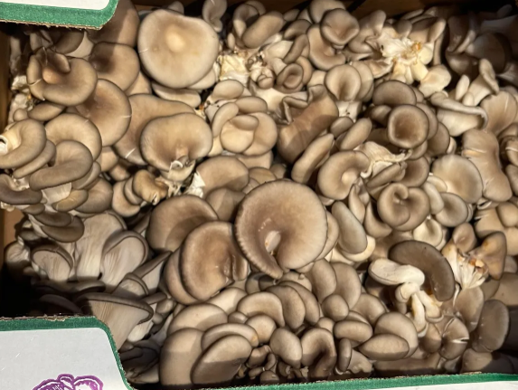 Oyster Mushroom
