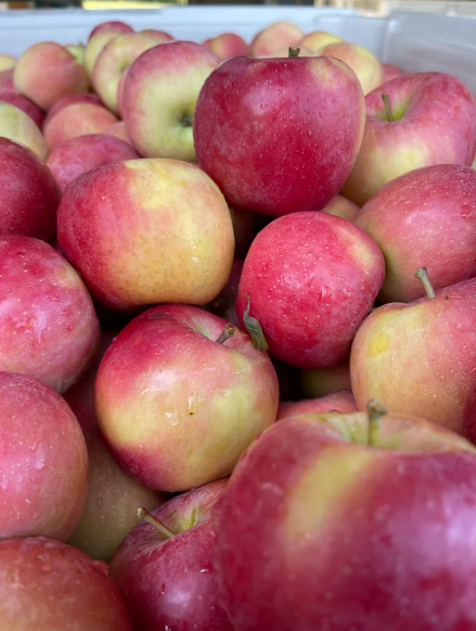 Early Fuji Apple (Small Size)