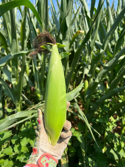 Fresh Yellow Waxy Corn