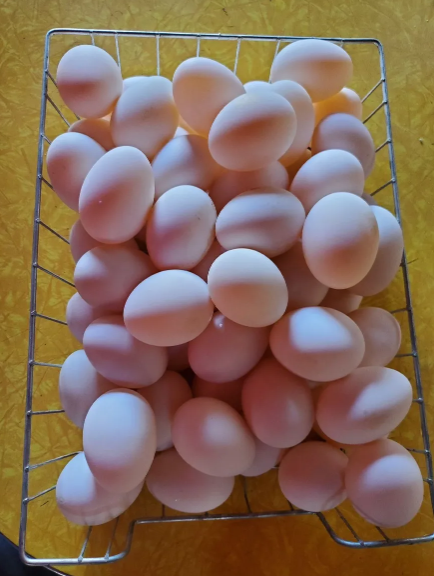 Duck Egg (a dozen)