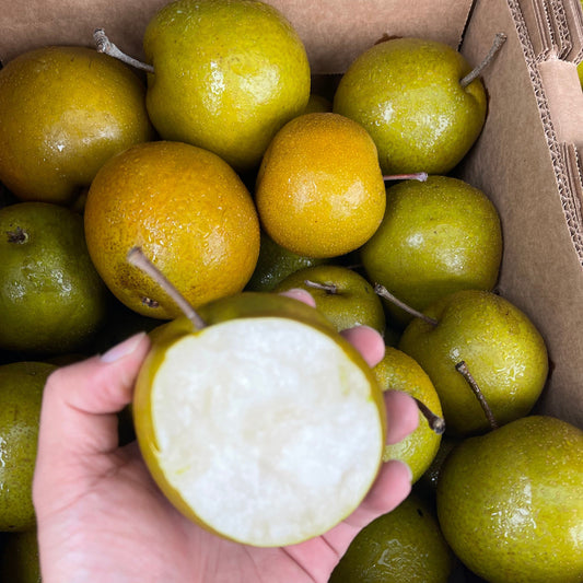 Asian pear (Variety name: Olympic) 10lbs