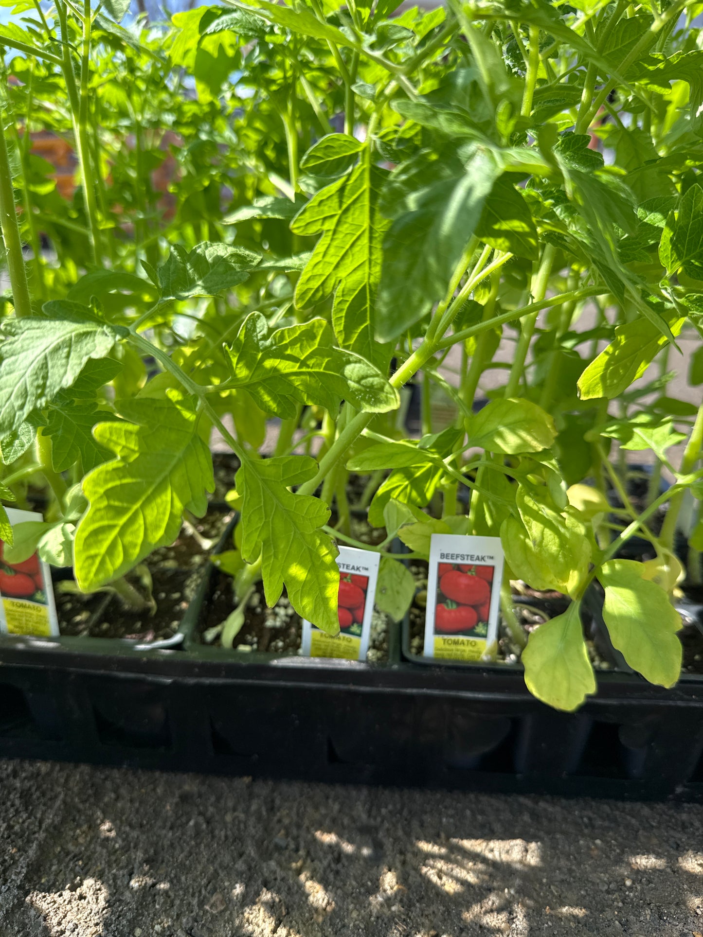 Tomato Seedling  4 ct ( Variety: Beefsteak)