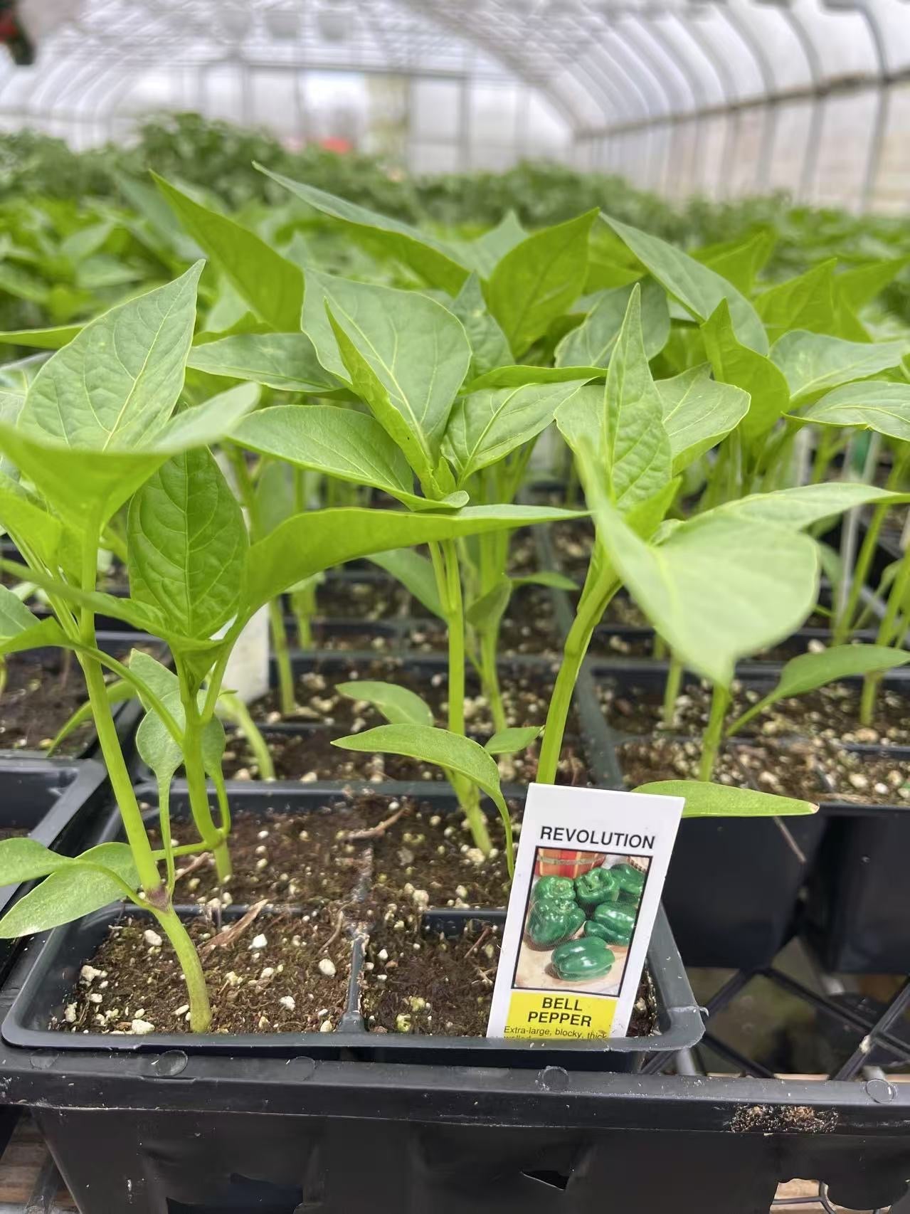Green Bell Pepper Seedling  4 ct