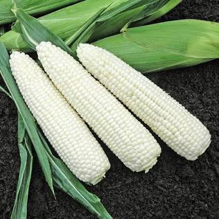 1 dozen sweet corn