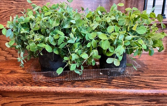 Pea Sprouts (2 Pods)