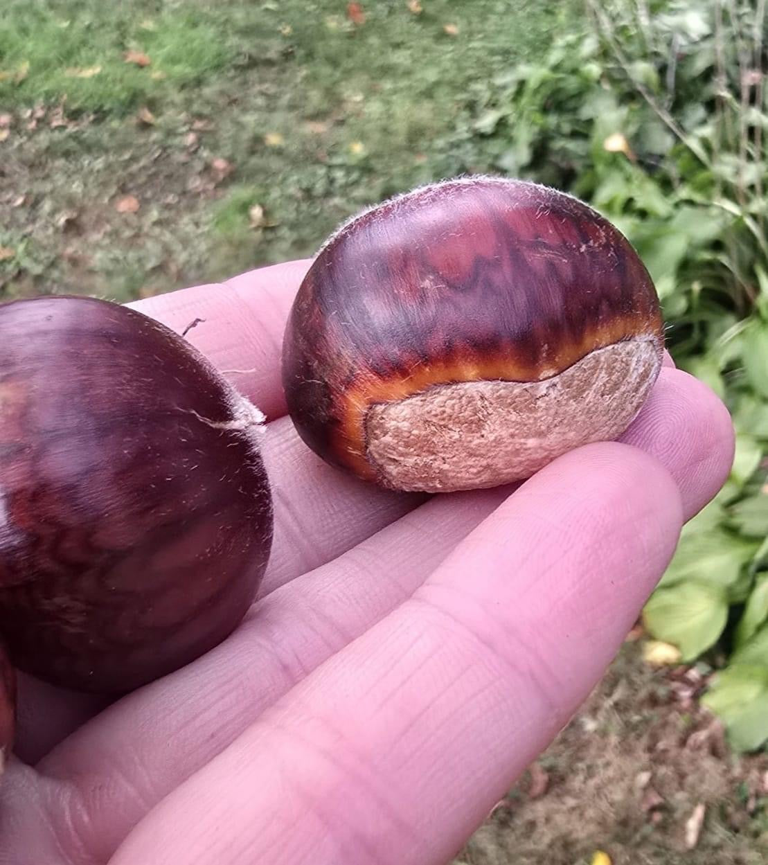 Chestnuts (pickup date: 10/17)