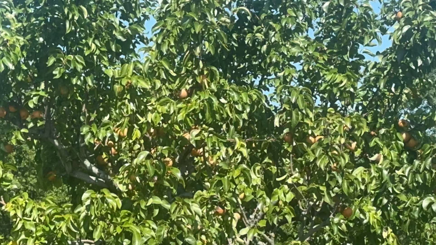 Asian pear 10lbs