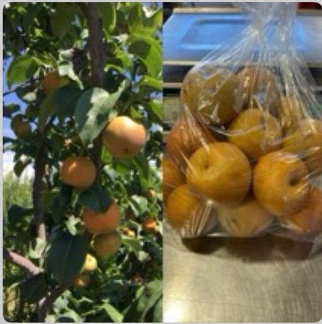 Asian pear 10lbs