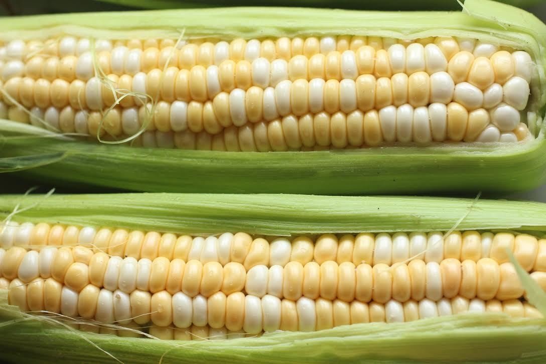 1 dozen sweet corn