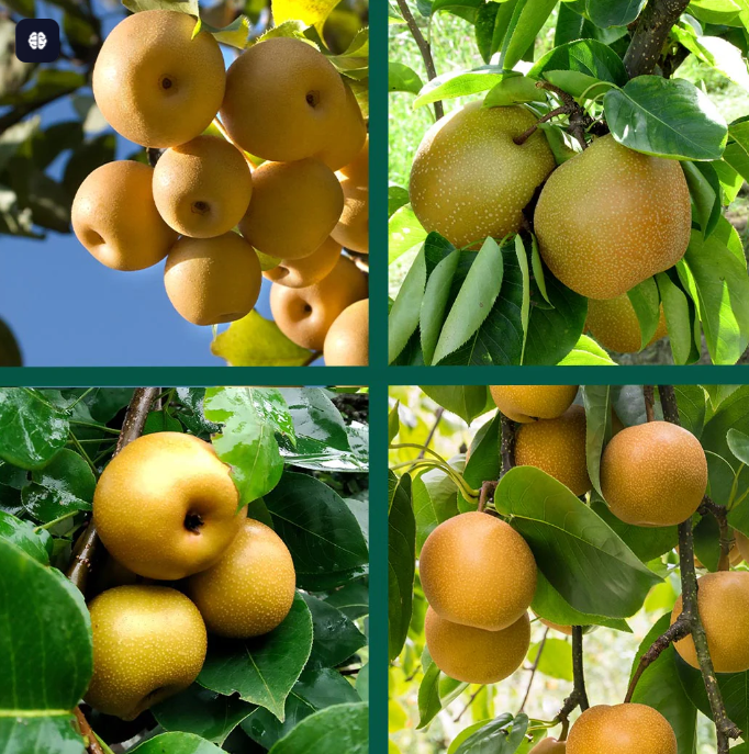 Asian pear (Variety name: Shinko) 9 lbs