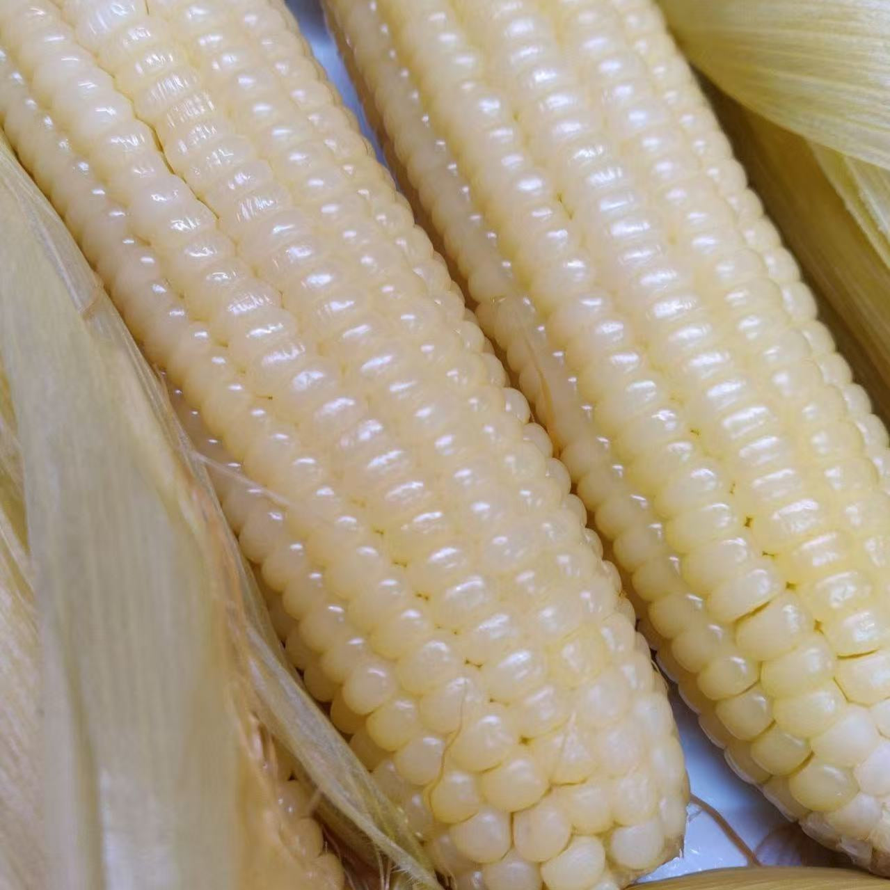 Fresh White Waxy Corn (large)